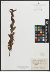 Foto von Salix myrtilloides L.